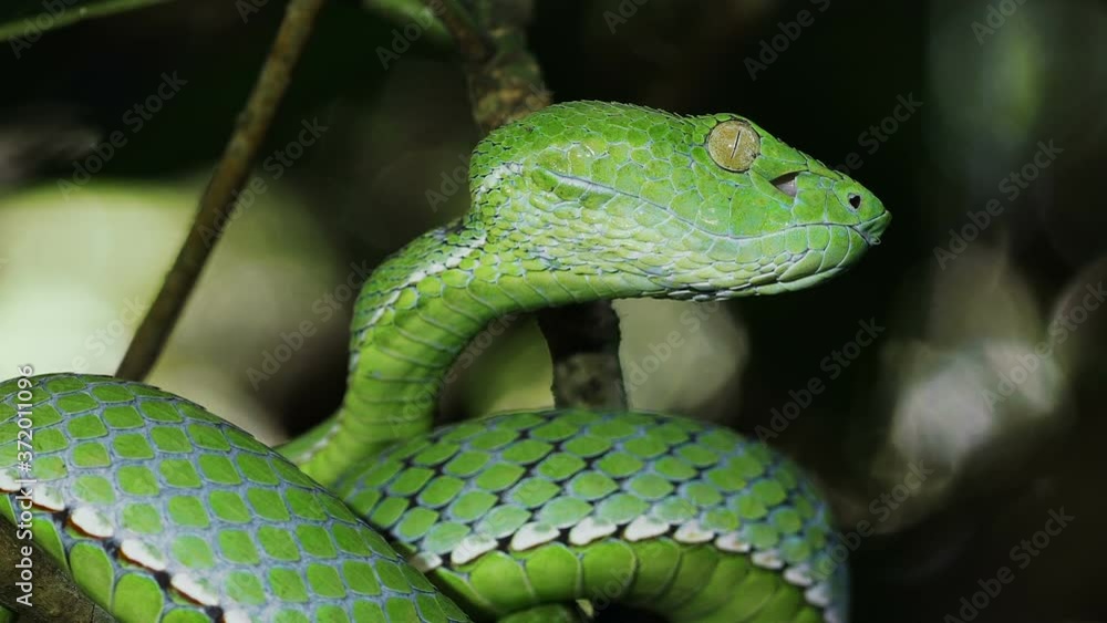 A venomous Vogeli green pit viper lies on a moving tree branchover the river. Wild nature stock footage. A venomous Vogeli green pit viper lies on a moving tree branchover the river. Wild nature stock footage.
