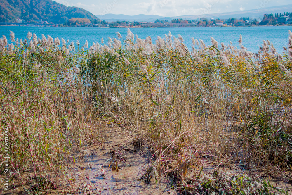 Grass on the lake