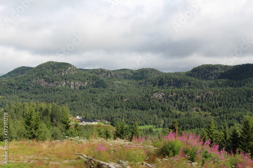 Wald Norwegen