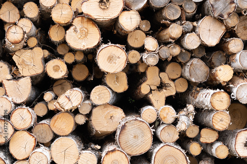 Trunks of trees. Logs of trees from the end.