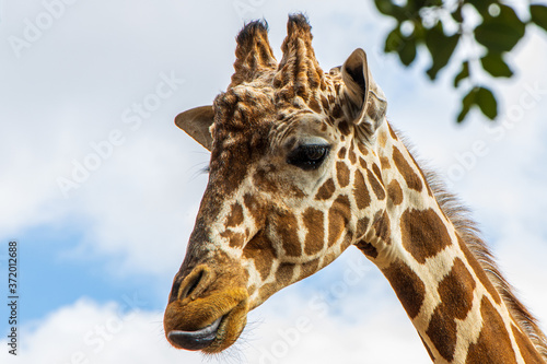 Photography portrait of giraffe