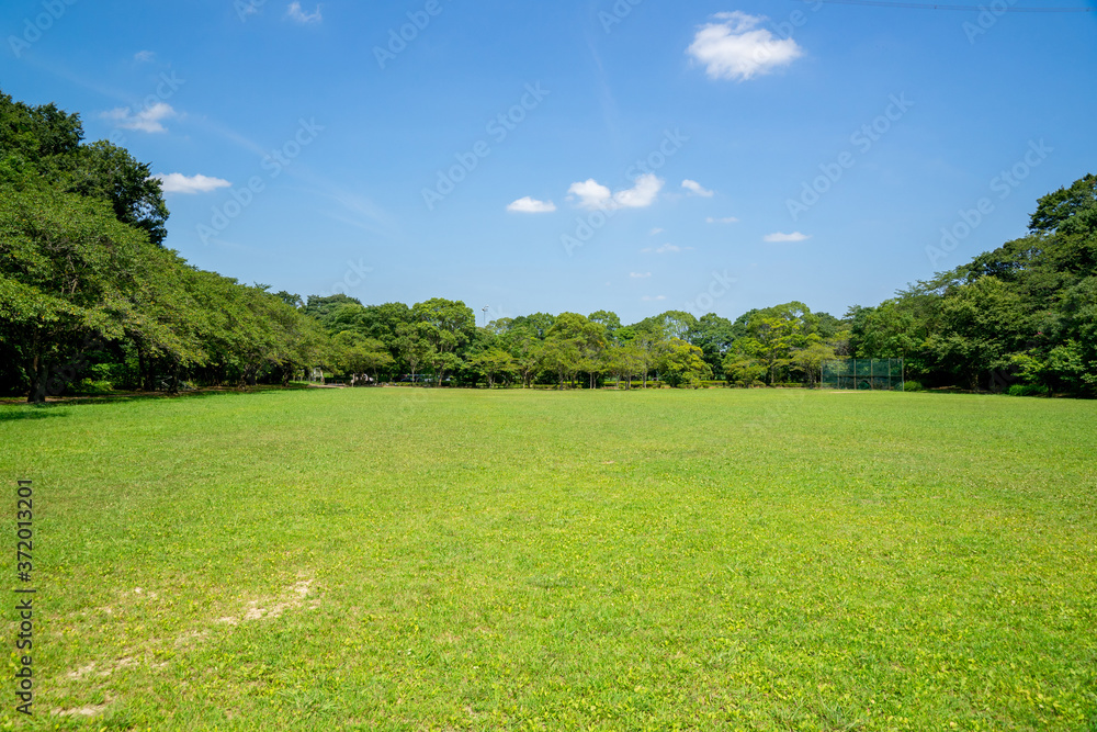 Obraz premium 公園の新緑と青空