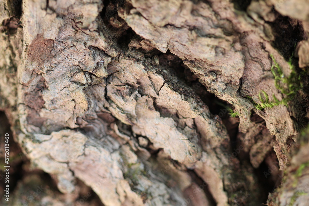 Détail de l'écorce d'un tronc d'arbre Détail de l'écorce d'un tronc d'arbre