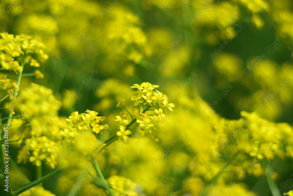green and yellow green and yellow