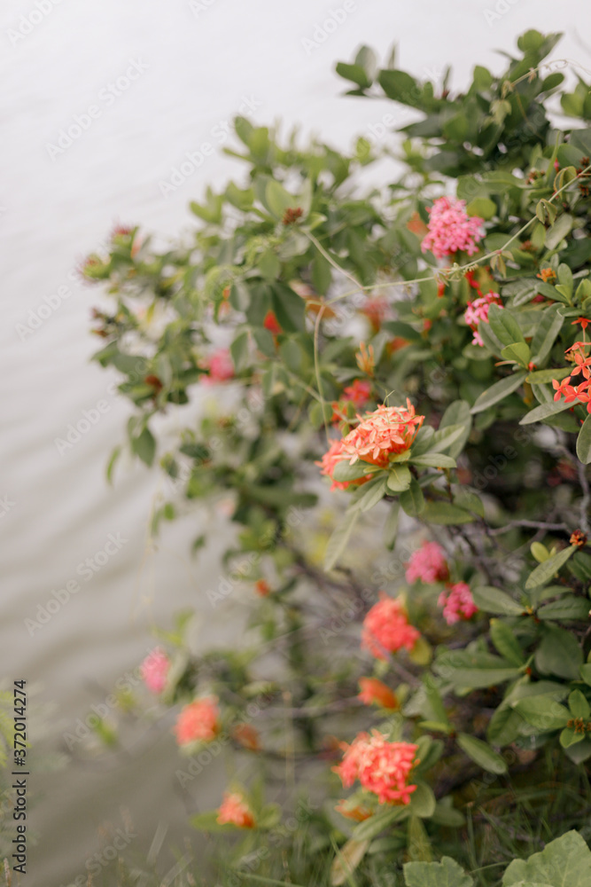 santan flower santan flower