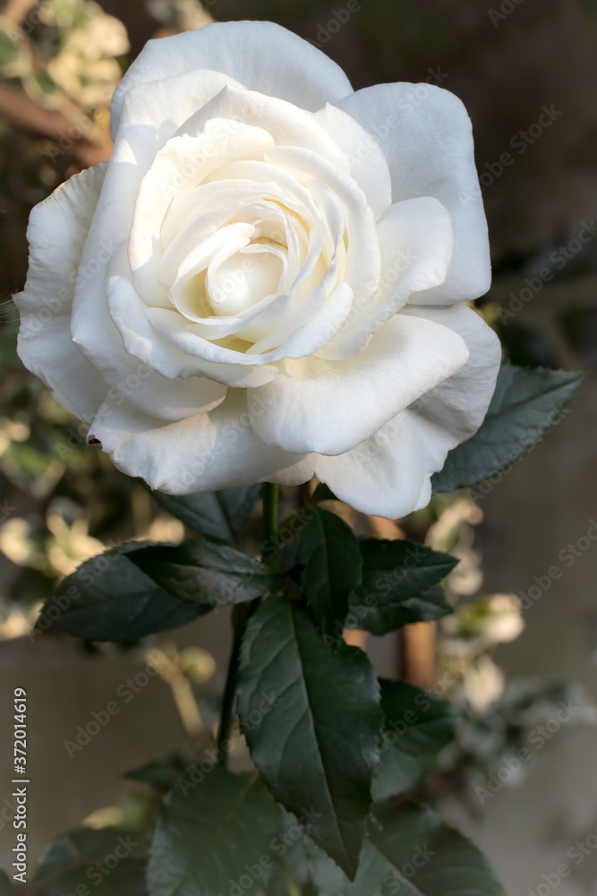 Close-up of a beautiful white rose in an English flower garden. Close-up of a beautiful white rose in an English flower garden.