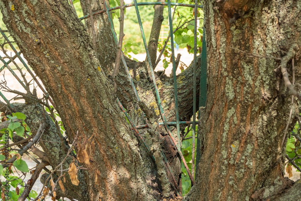 fence buried in the tree trunk