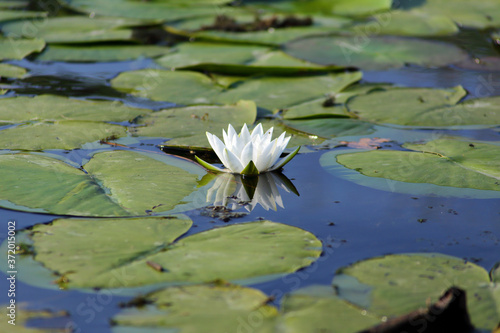 Water lily. Nymphaea is a genus of hardy and tender aquatic plants in the family Nymphaeaceae.