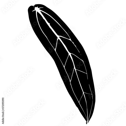 Isolated Anthurium warocqueanum
