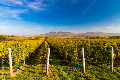 Vineyards near Dolni Dunajovice in Palava region, Southern Moravia, Czech Republic photo