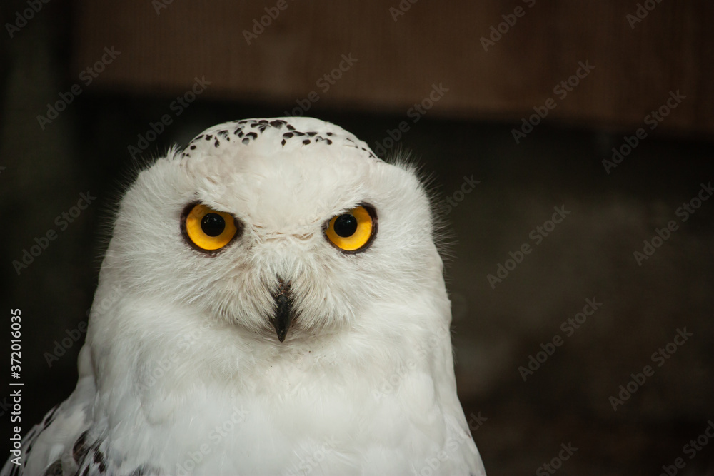 Fototapeta premium White owl with bright golden eyes