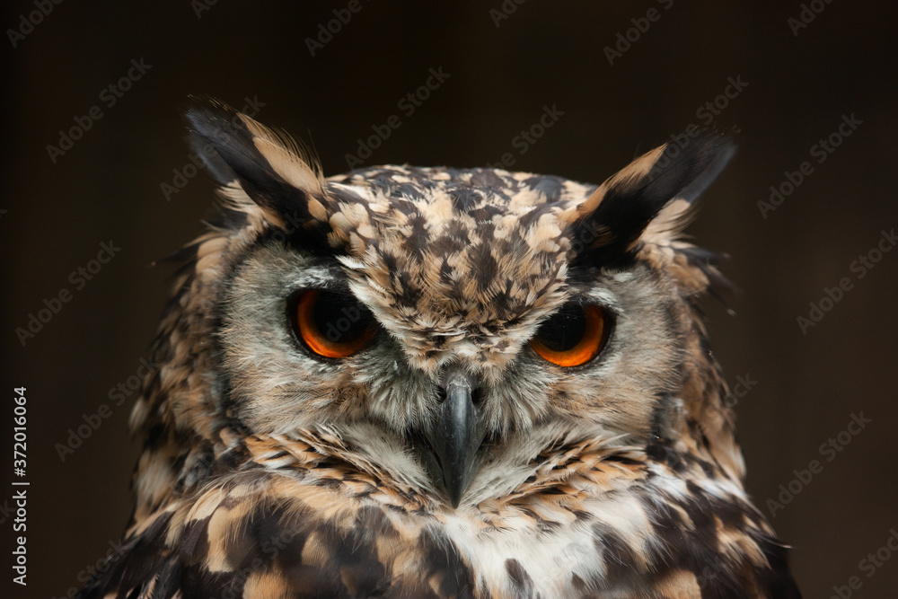 Fototapeta premium Calm and wise owl with ember eyes