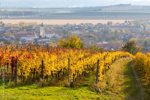 Autumn vineyards in Blatnice pod Svatym Antoninkem  Southern Moravia  Czech Republic