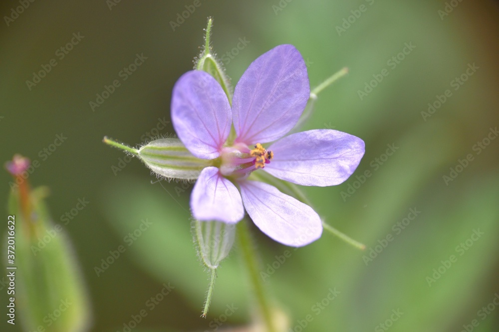 Fototapeta premium Stork's beak plant flower (Erodium ciconium).