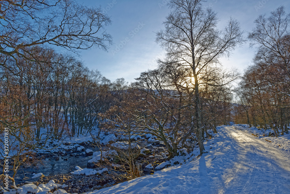 The Golden Light of a low Sun coming through the bare branches of the Birch Trees next to a track heading to Loch Lee in the Angus Glens. The Golden Light of a low Sun coming through the bare branches of the Birch Trees next to a track heading to Loch Lee in the Angus Glens.