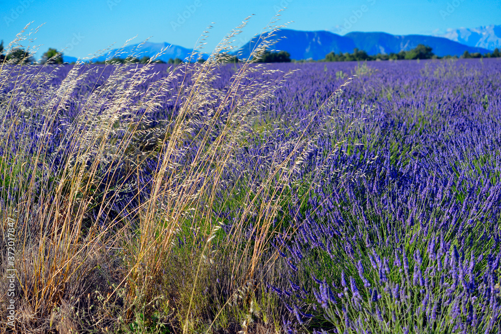 Large gold grasses in lavender field on the plateau of Valensole in France