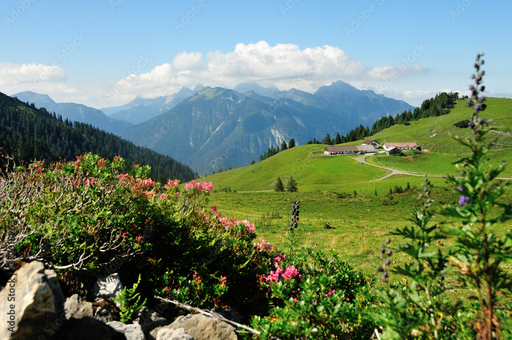 mountain landscape with flowers
