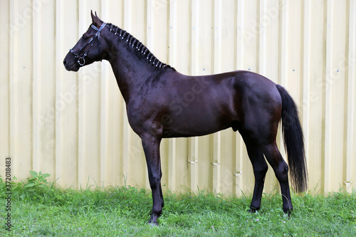 Tableau sur toile Ssporty black horse is presented at breeders auction for sale