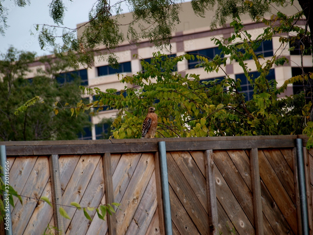  A red shouldered hawk sits on a fence in Las Colinas. 