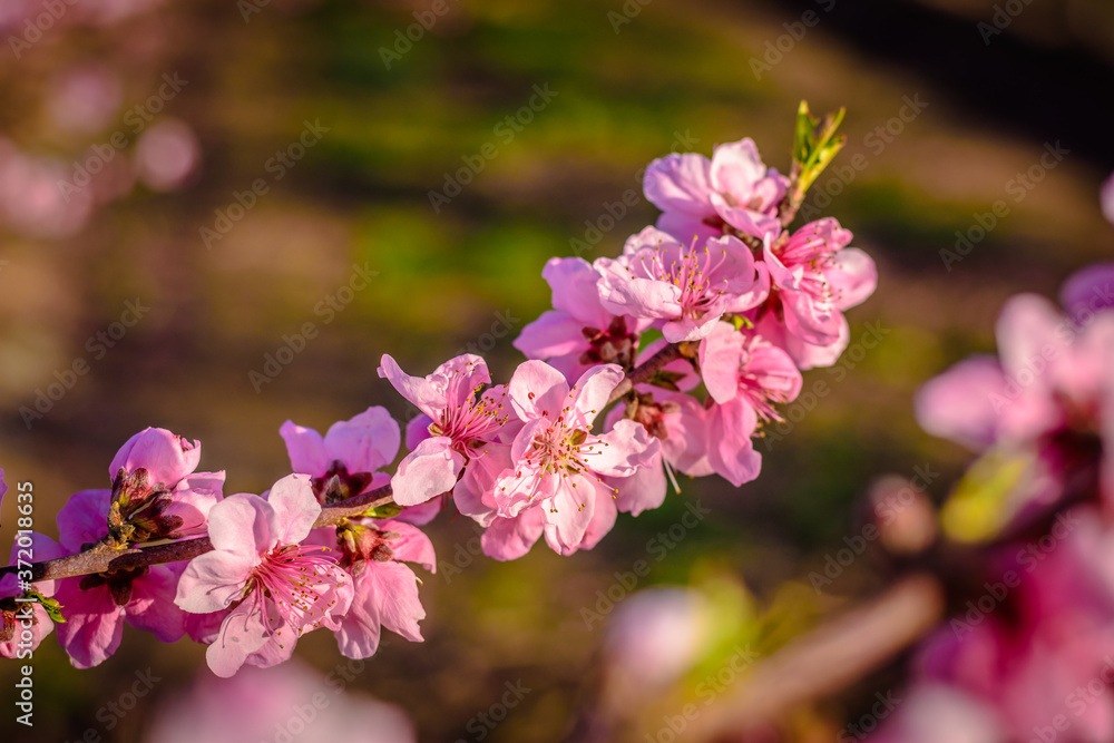 Blossoming peach tree (Aitona, Catalonia, Spain) Blossoming peach tree (Aitona, Catalonia, Spain)