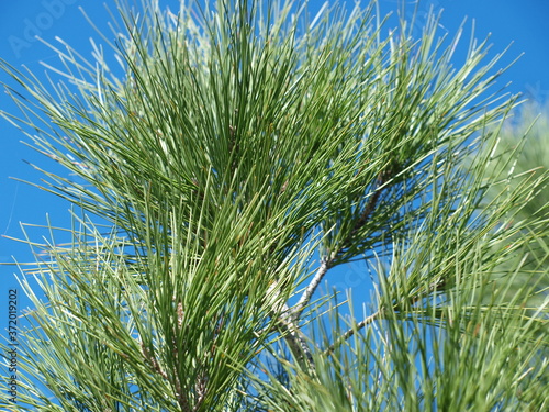 The top of a pine tree near Love Field. Pine trees in North Texas are fairly rare. The Piney Woods region of East Texas is saturated with them.