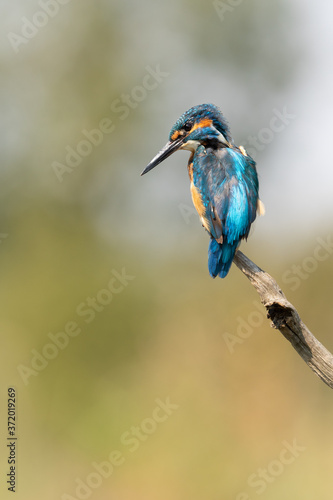 Male Common Kingfisher perched on a branch looking down with light coloured background. 