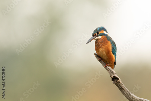 Common Kingfisher perched on a branch with light background.   © L Galbraith
