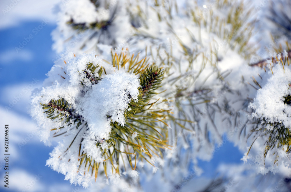 Close-up snow crystals on green pine needles Close-up snow crystals on green pine needles