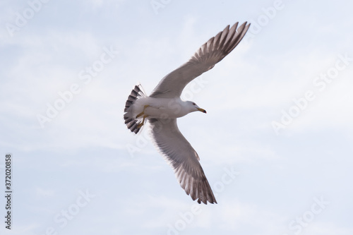 beautiful flying feather seagull