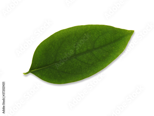 Green leaves,Star gooseberry leaf ( Phyllanthus acidus (L.)) isolated white background.