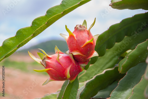 Dragon fruit, hylocereus, Dragon fruit from Thailand country