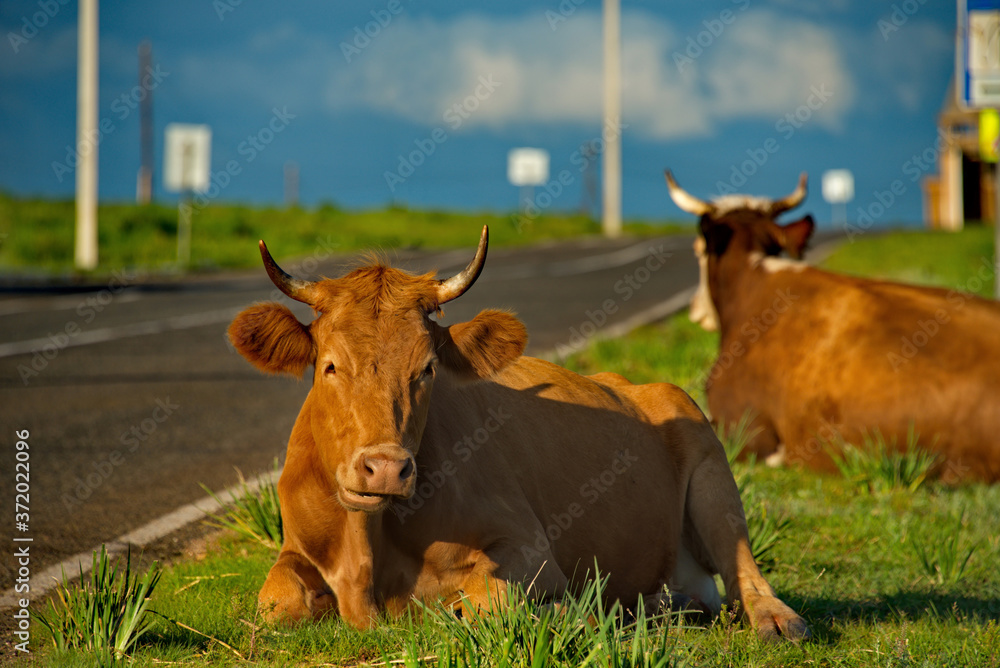 Russia. Khakassia. Cows on vacation in the first sunlight of the early morning along the Shira-Uzhur road. Russia. Khakassia. Cows on vacation in the first sunlight of the early morning along the Shira-Uzhur road.