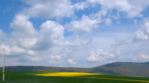Blooming canola field.  field in Spring. Bright yellow rapeseed . Flowering rapeseed.  blue sky and clouds 