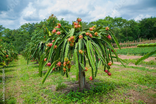 Dragon fruit, hylocereus, Dragon fruit from Thailand country photo