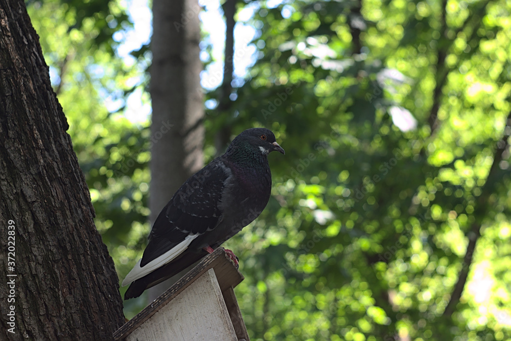 Fototapeta premium a pigeon sits on the roof of a feeder in the Park