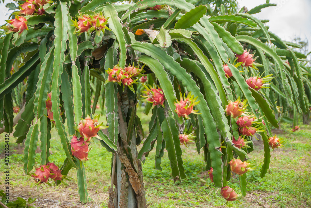 Fototapeta premium Dragon fruit, hylocereus, Dragon fruit from Thailand country