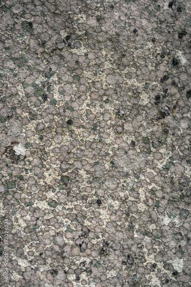Granitic rock covered with lichen colony Granitic rock covered with lichen colony