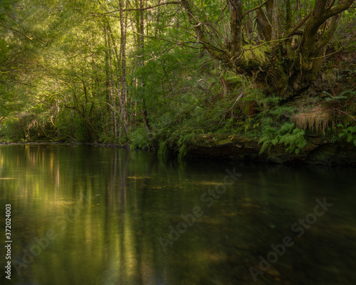 Golden reflections and green atmosphere in a calm bend of a river