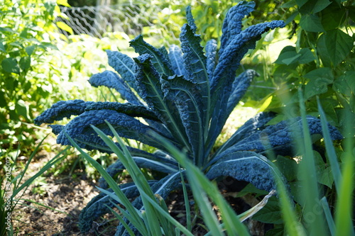 Hoja de kale o col rizada (Brassica oleracea var. sabellica)