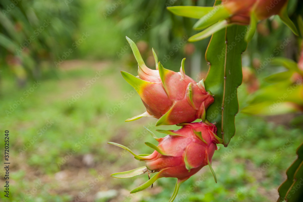 Dragon fruit, hylocereus, Dragon fruit from Thailand country Dragon fruit, hylocereus, Dragon fruit from Thailand country