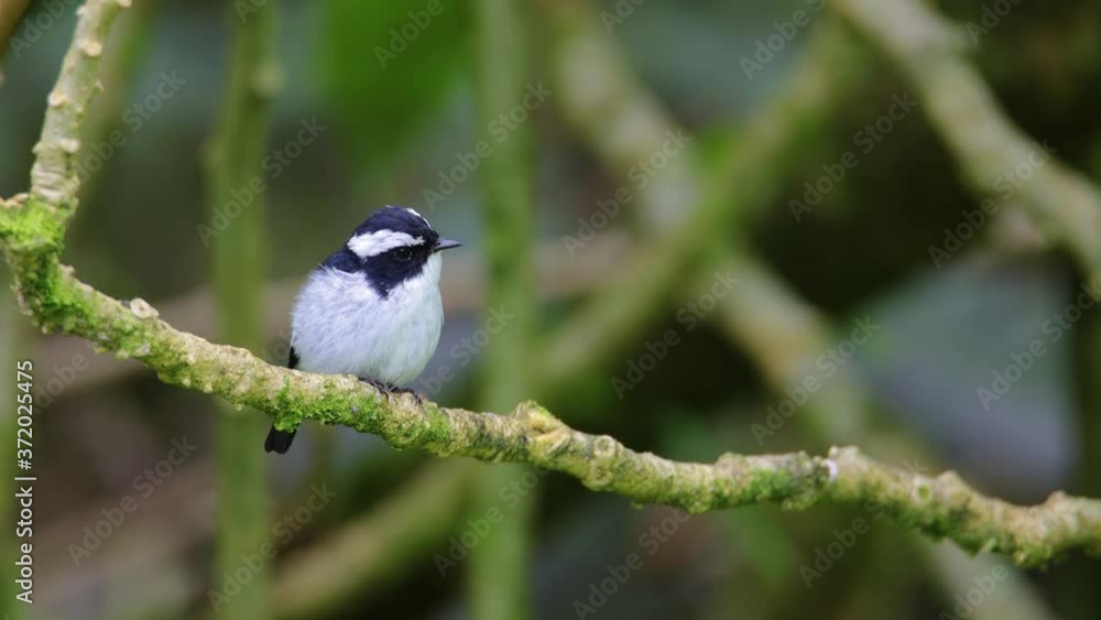 Nature Beautiful bird standing on tree brunches , 4K Footage of Nature wildlife bird species of Little Pied Flycatcher which is found in Borneo, Sabah,Malaysia. Nature Beautiful bird standing on tree brunches , 4K Footage of Nature wildlife bird species of Little Pied Flycatcher which is found in Borneo, Sabah,Malaysia.