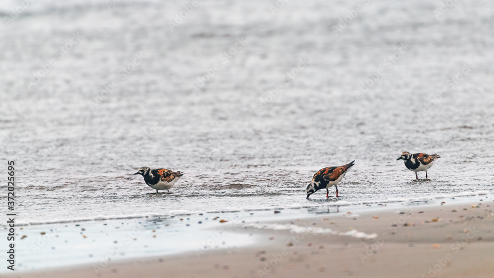 Ruddy turnstone walking on sea shore Ruddy turnstone walking on sea shore