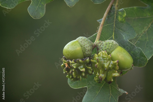 knopper gall wasp, Andricus quercuscalicis, acorn showing deformity, caused by the grubs 