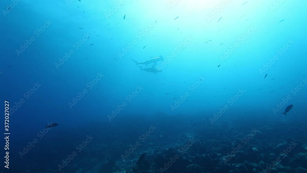 Hammerhead shark and sea turtle underwater Pacific Ocean. Sea animals on a background of fish in blue water. Amazing life of marine wildlife. Hammerhead shark and sea turtle underwater Pacific Ocean. Sea animals on a background of fish in blue water. Amazing life of marine wildlife.