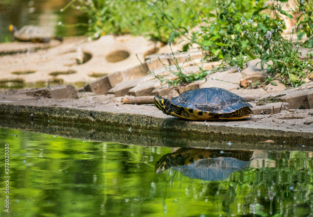 The European pond turtle (Emys orbicularis) sitting at the edge of a lake. in a park. Turtle releflecting in the turquoise water of a lake The European pond turtle (Emys orbicularis) sitting at the edge of a lake. in a park. Turtle releflecting in the turquoise water of a lake