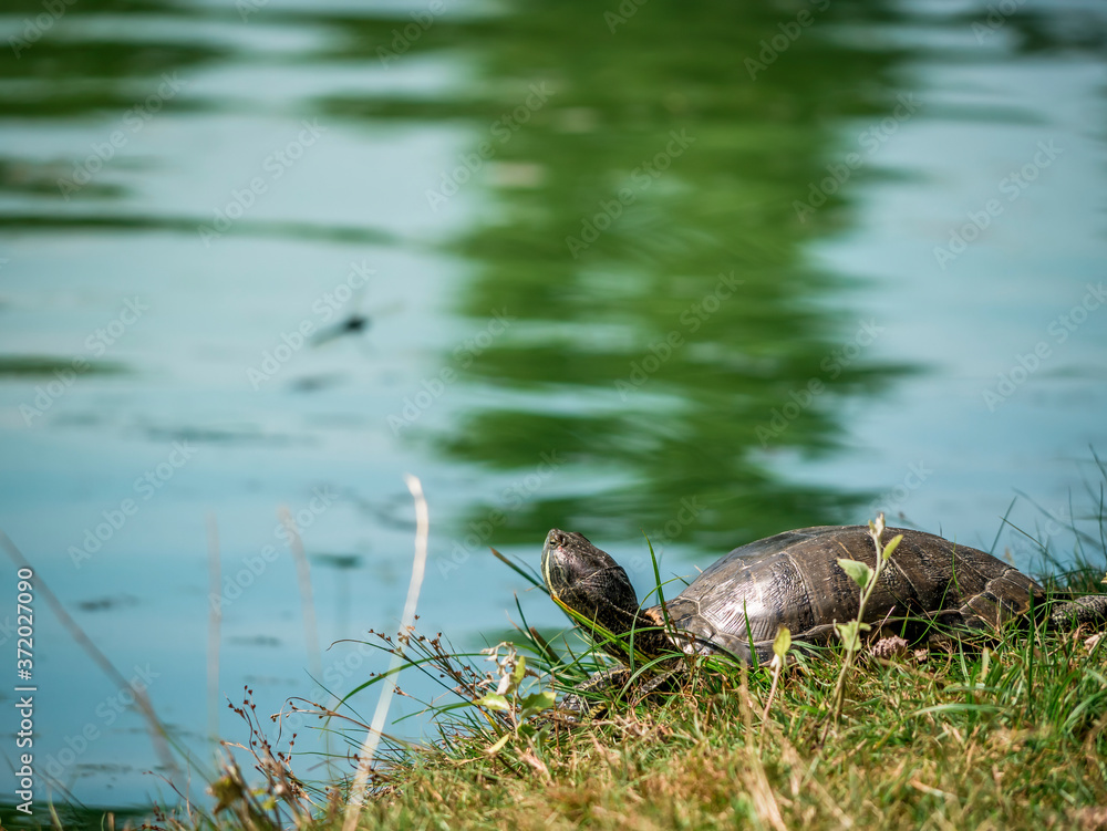 Fototapeta premium The European pond turtle (Emys orbicularis) sitting on the grass at the edge of a lake. in a park.