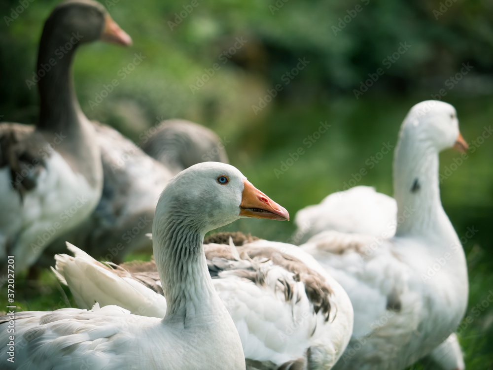 Many wild or domestic geese on blurred green background. Greylag Goose. Many wild or domestic geese on blurred green background. Greylag Goose.
