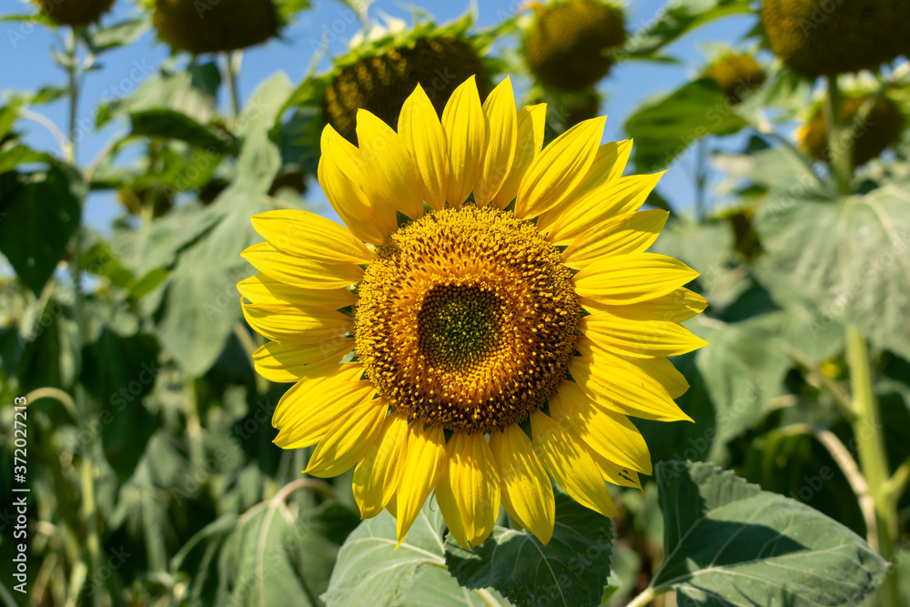 Sunflower field in summer Sunflower field in summer