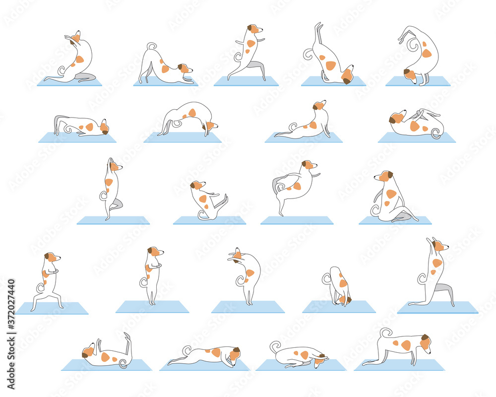 Fototapeta premium Set of yoga poses or asanas with jack russell terrier character as a sport endpoint, outline vector stock illustration with dog isolated on white background