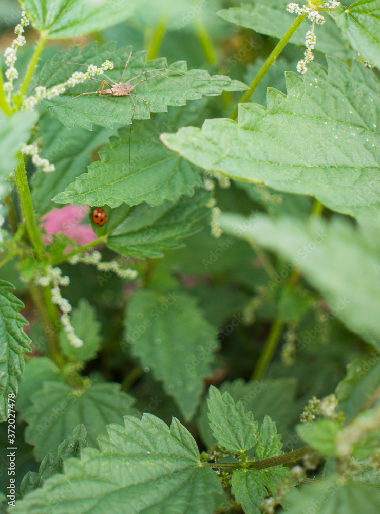 green background with small lady bug photo green background with small lady bug photo